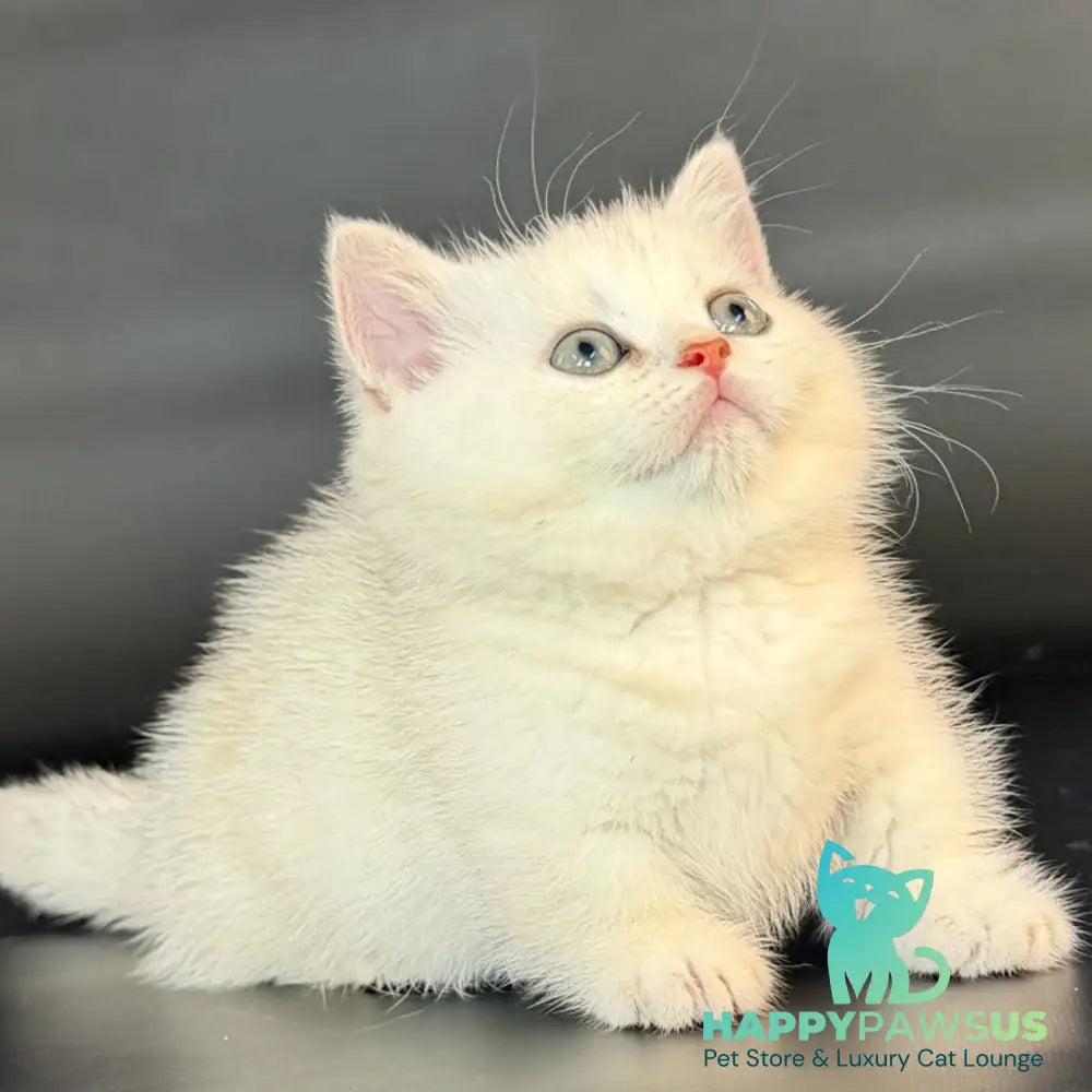 Riley Munchkin male black silver shaded - live animals