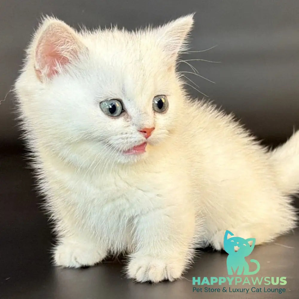 Riley Munchkin male black silver shaded - live animals