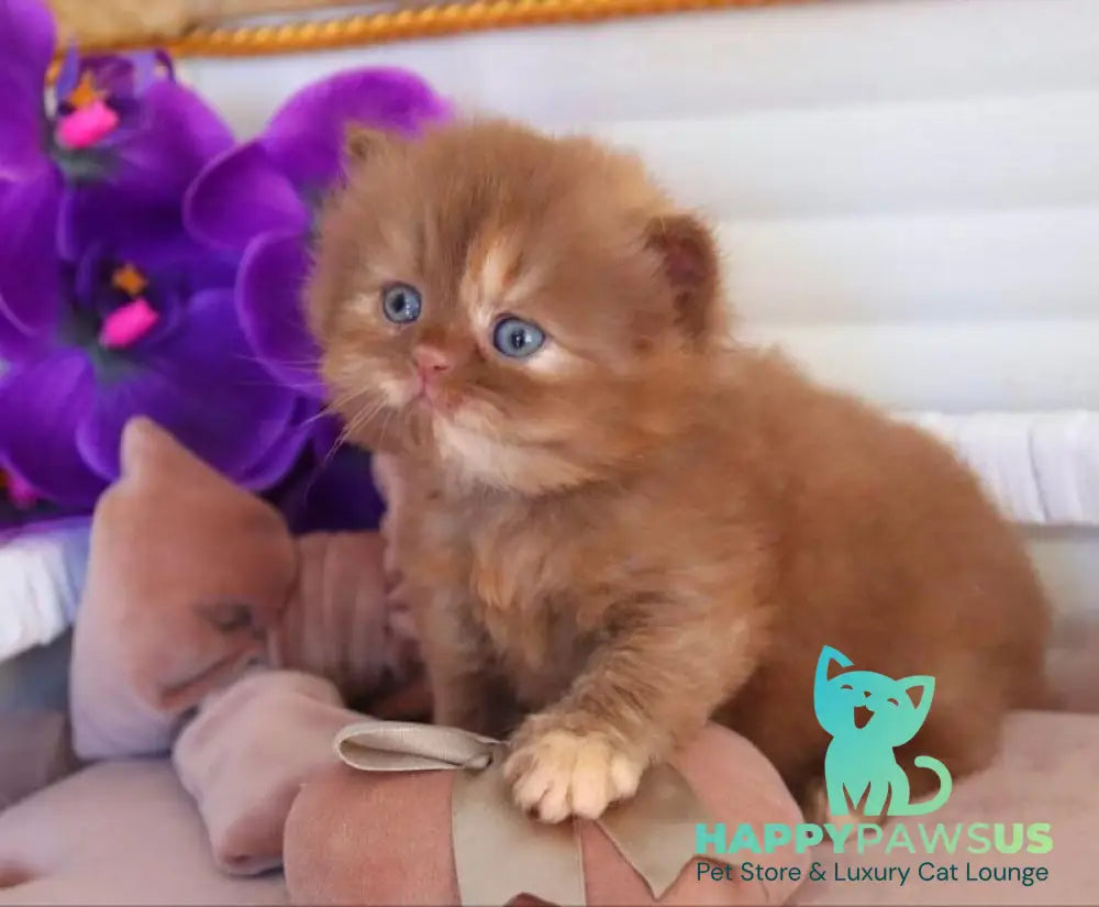 Rina British Longhair female cinnamon tortie - live animals