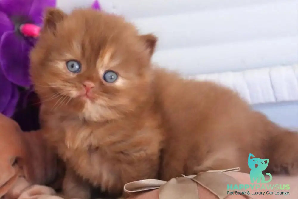 Rina British Longhair female cinnamon tortie - live animals