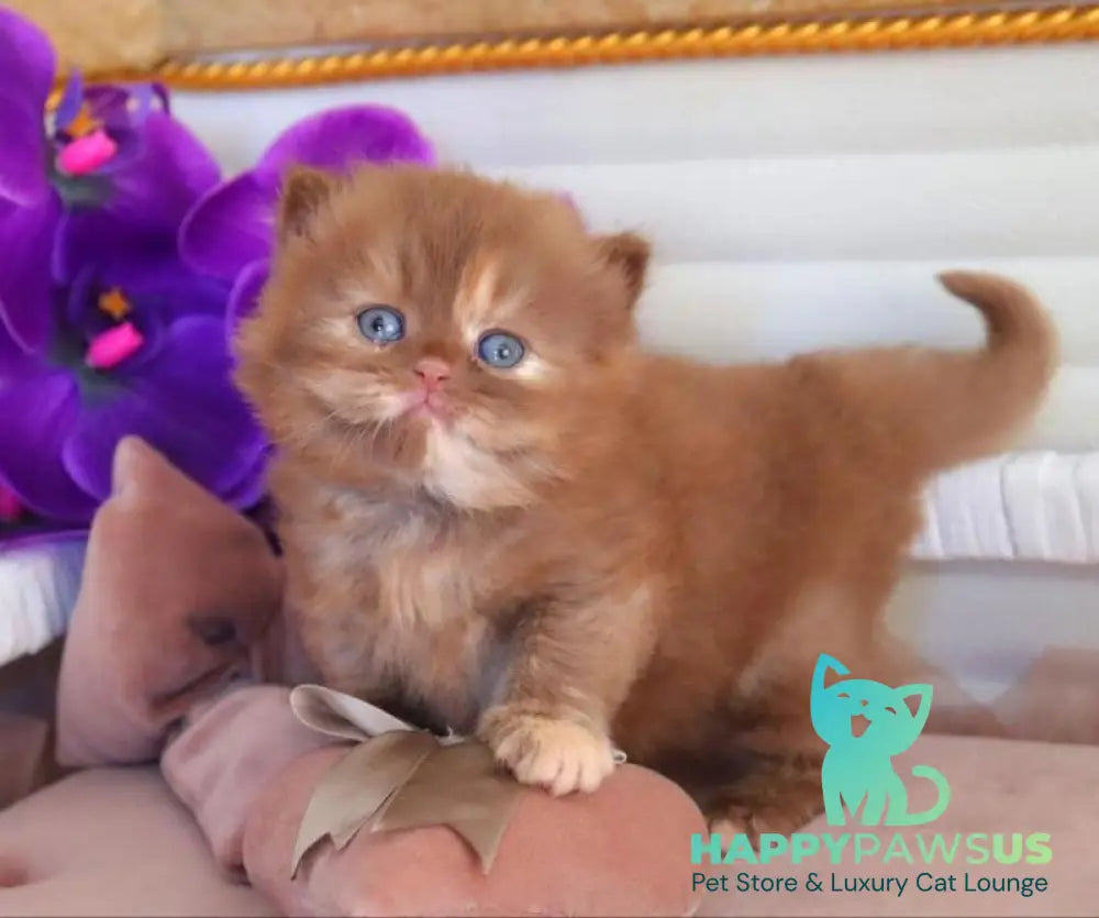 Rina British Longhair female cinnamon tortie - live animals