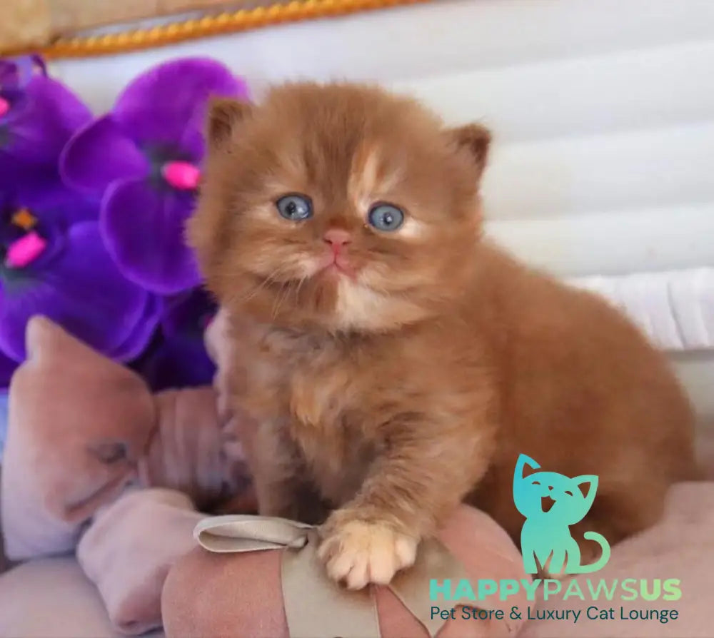 Rina British Longhair female cinnamon tortie - live animals