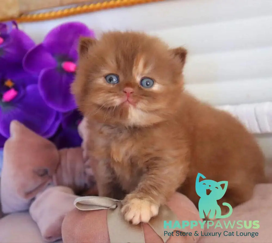 Rina British Longhair female cinnamon tortie - live animals