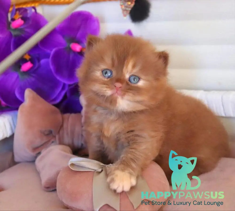 Rina British Longhair female cinnamon tortie - live animals