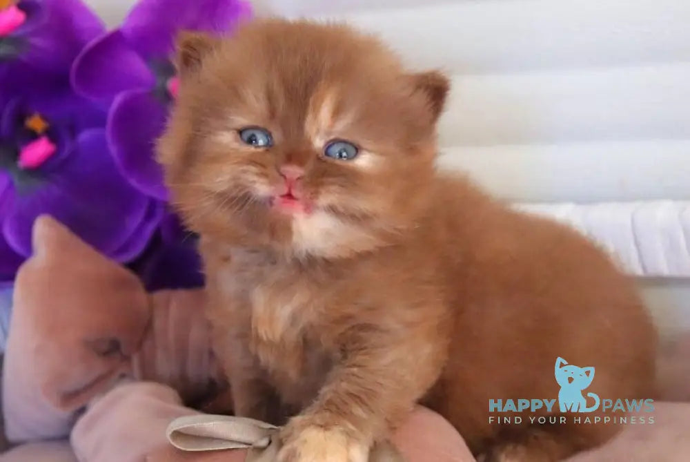 Rina British Longhair female cinnamon tortie - live animals