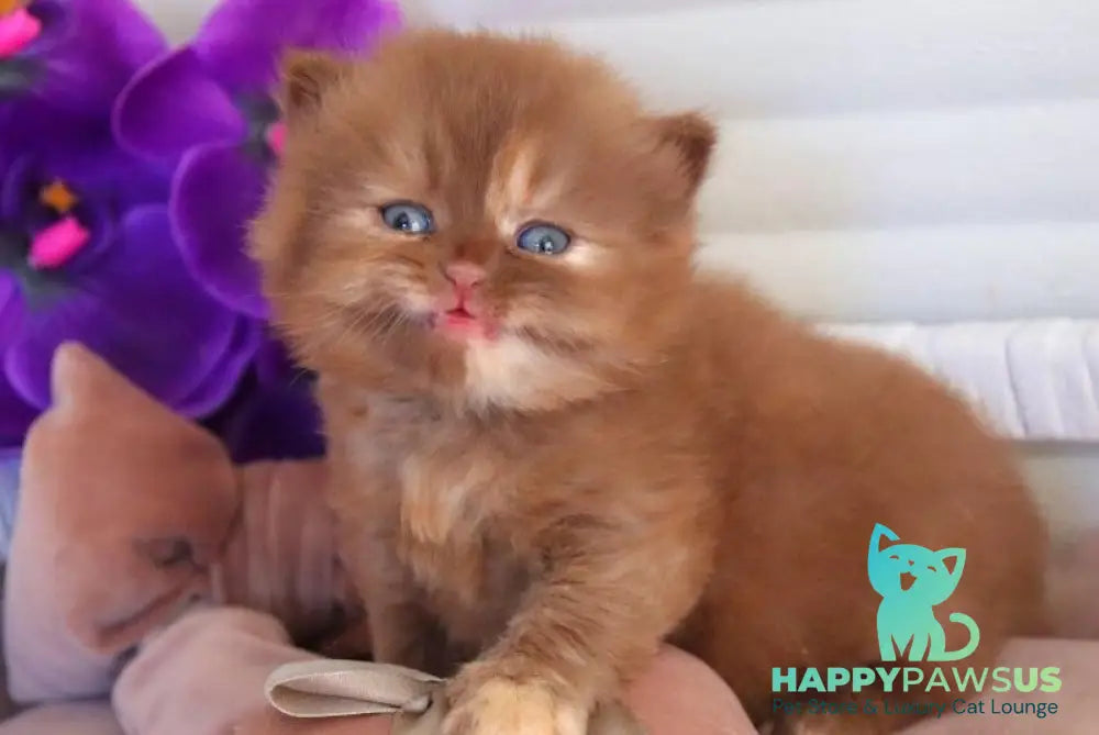 Rina British Longhair female cinnamon tortie - live animals