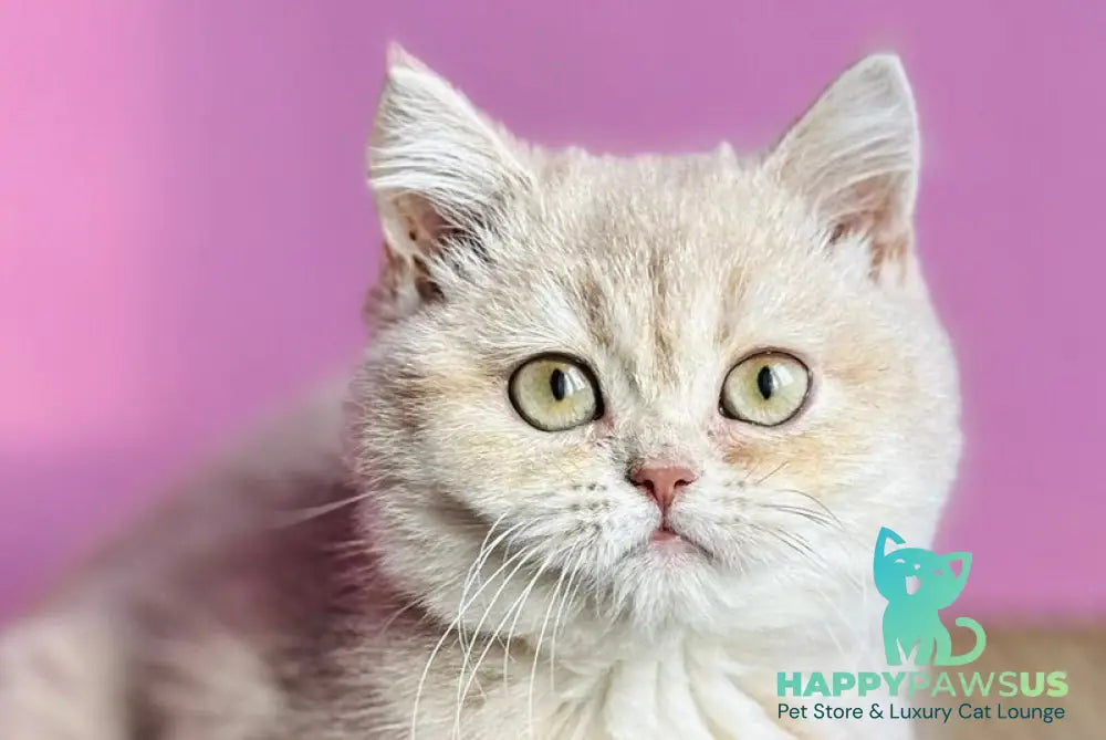 Rina British Shorthair female lilac golden shaded live animals