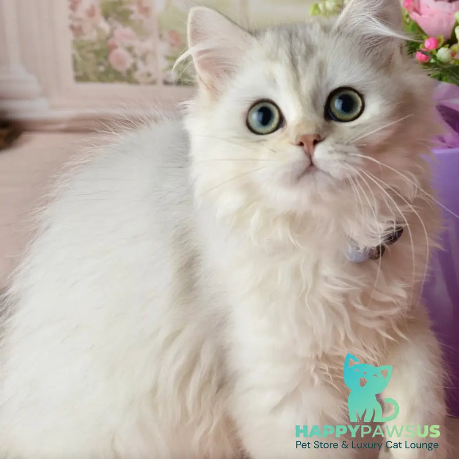 Rina Scottish Straight female black silver shaded - live animals