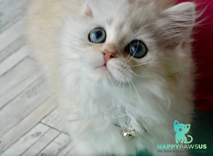 Rina Scottish Straight female black silver shaded - live animals