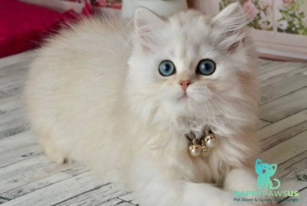 Rina Scottish Straight female black silver shaded - live animals