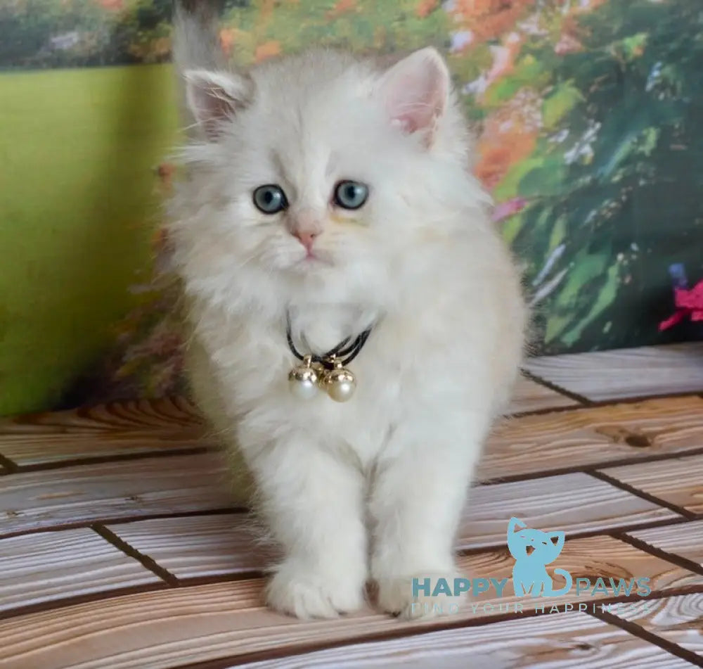 Rina Scottish Straight female black silver shaded - live animals
