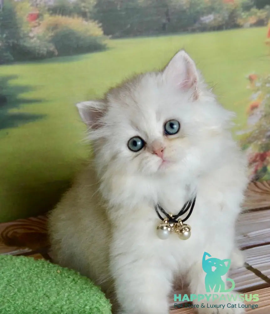 Rina Scottish Straight female black silver shaded - live animals