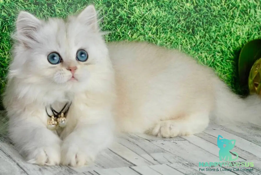 Rina Scottish Straight female black silver shaded - live animals
