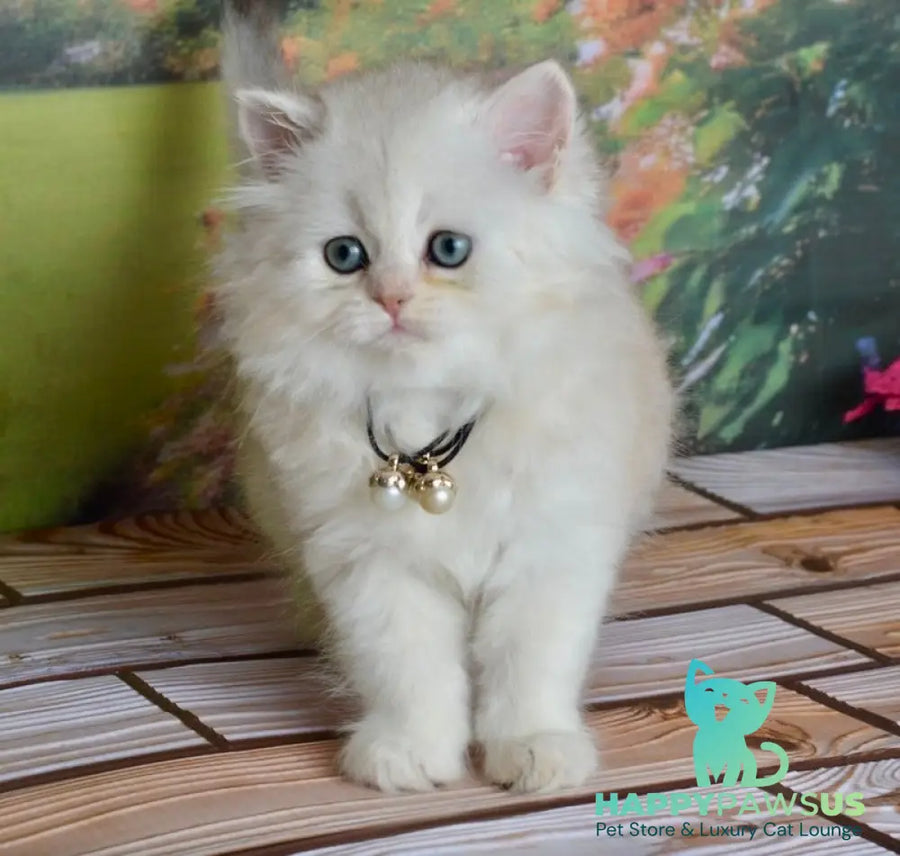 Rina Scottish Straight female black silver shaded - live animals