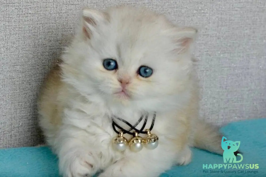 Rina Scottish Straight female black silver shaded - live animals
