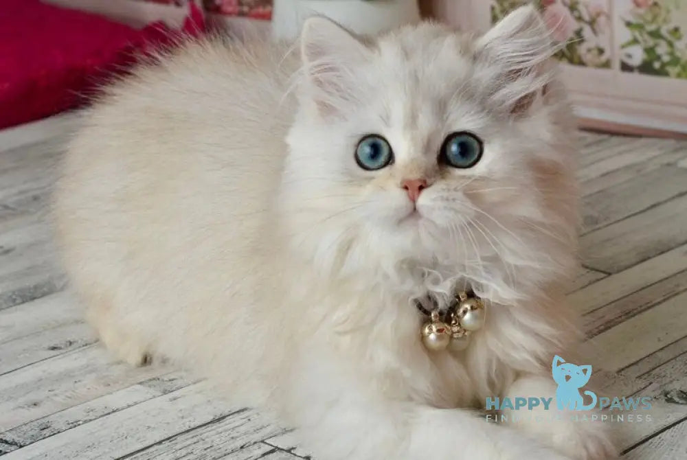 Rina Scottish Straight female black silver shaded - live animals