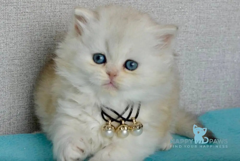 Rina Scottish Straight female black silver shaded - live animals