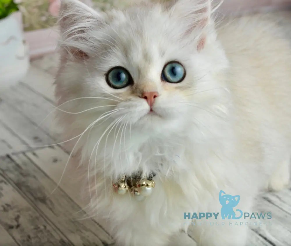 Rina Scottish Straight female black silver shaded - live animals