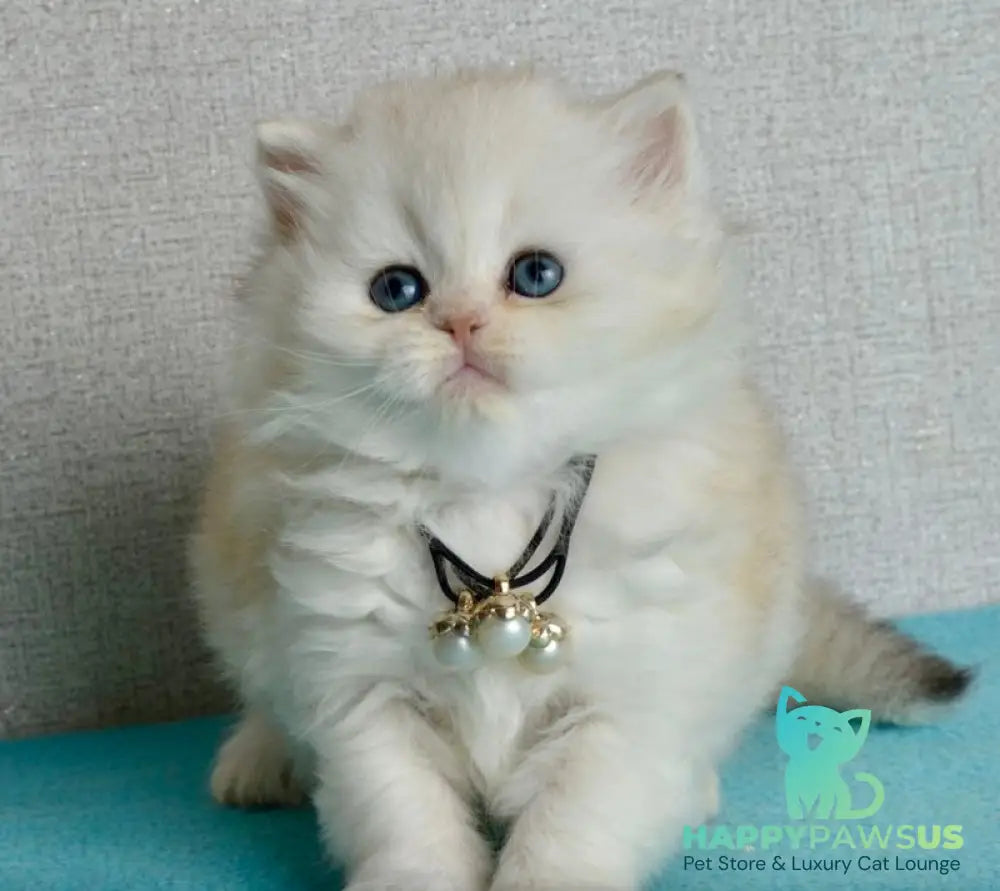 Rina Scottish Straight female black silver shaded - live animals