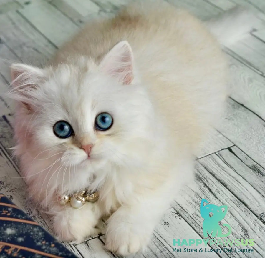 Rina Scottish Straight female black silver shaded - live animals