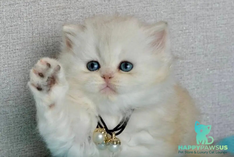 Rina Scottish Straight female black silver shaded - live animals