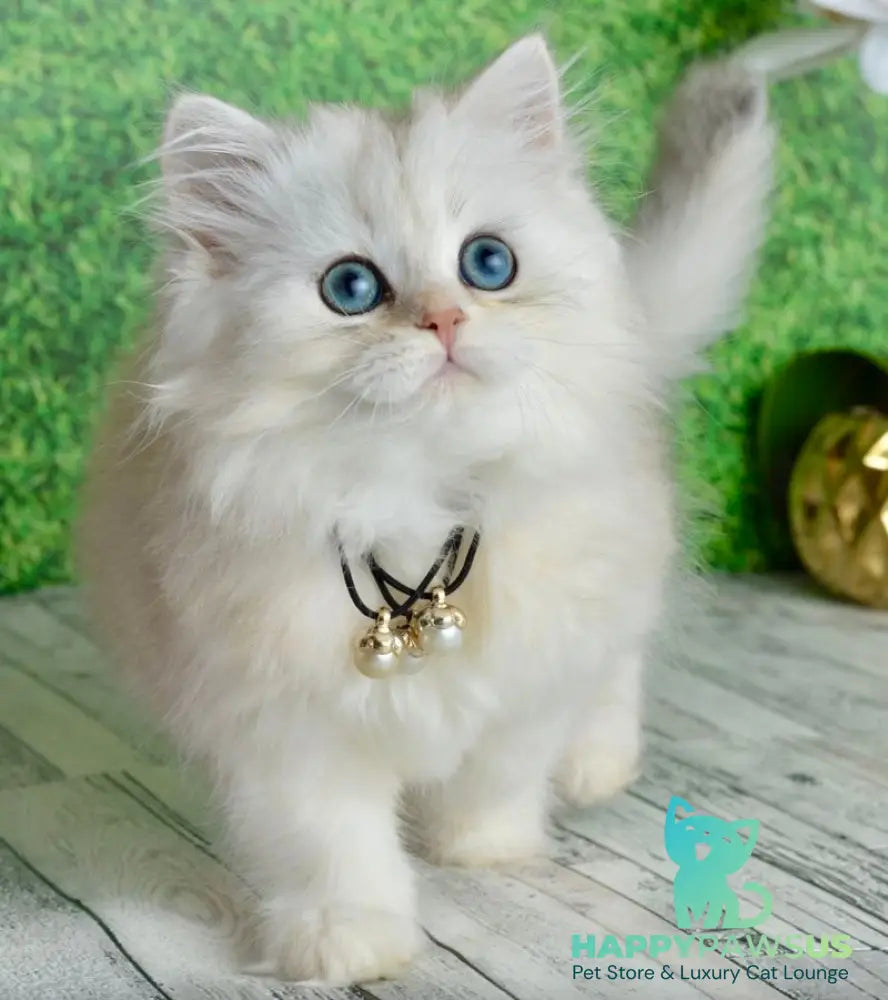 Rina Scottish Straight female black silver shaded - live animals