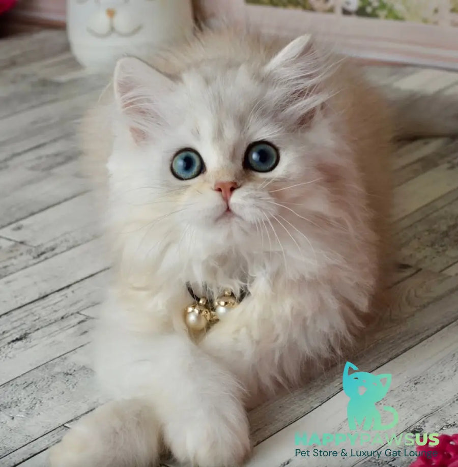 Rina Scottish Straight female black silver shaded - live animals