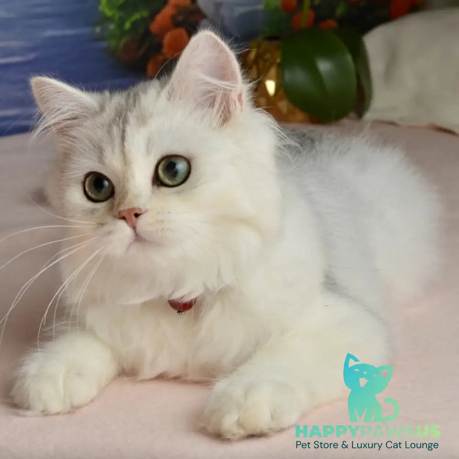 Rina Scottish Straight female black silver shaded - live animals
