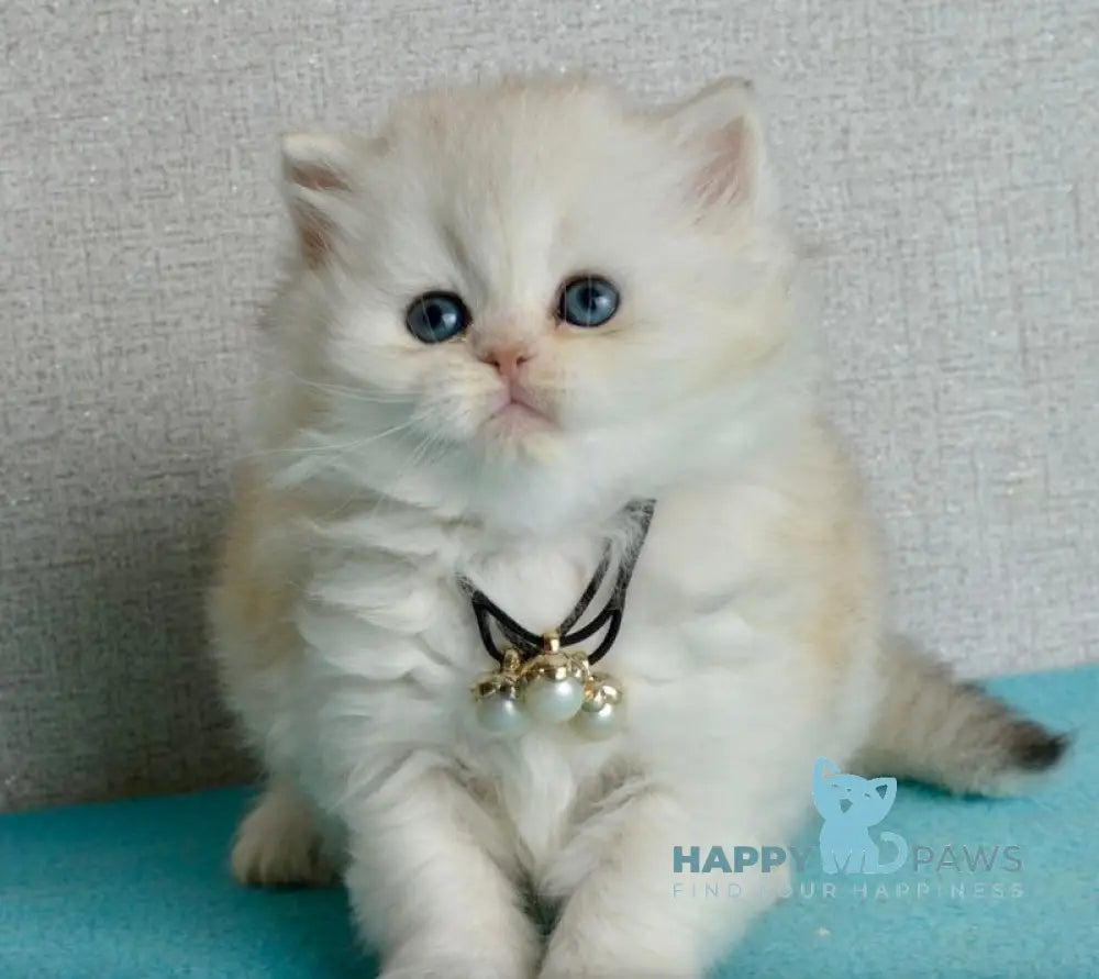 Rina Scottish Straight female black silver shaded - live animals
