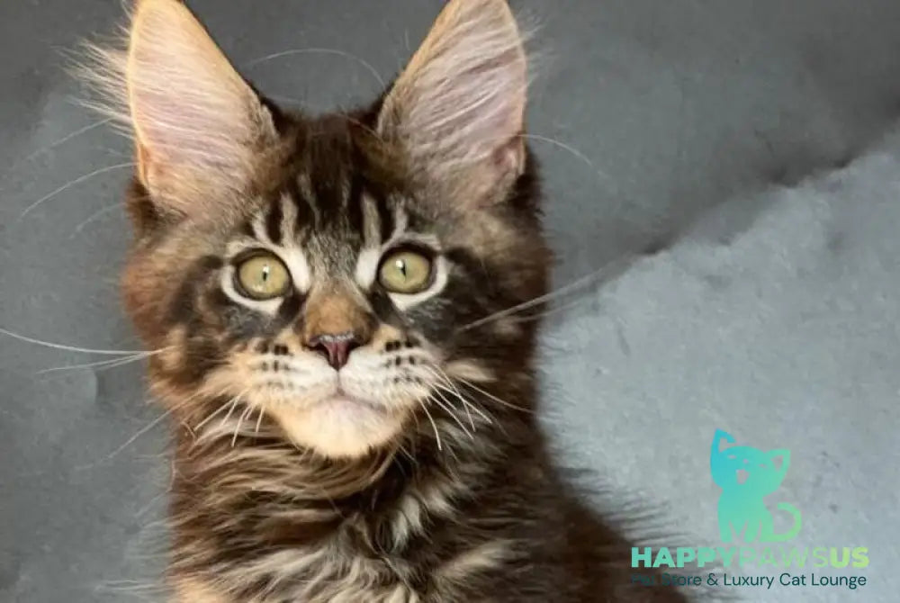 Ringo Star Maine Coon male black tabby - live animals