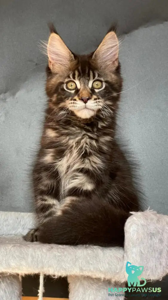 Ringo Star Maine Coon male black tabby - live animals