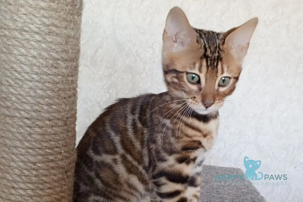 Rio Bengal male black spotted tabby live animals