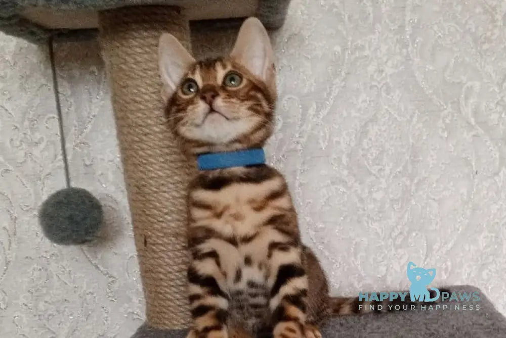 Rio Bengal male black spotted tabby live animals