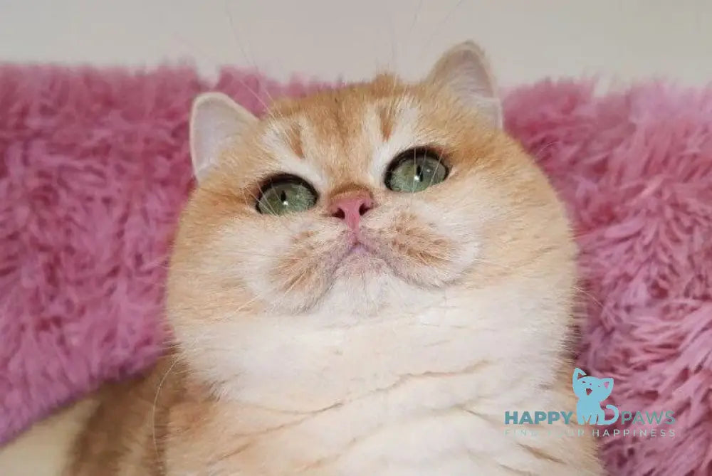 Riola British Shorthair female black golden chinchilla live animals