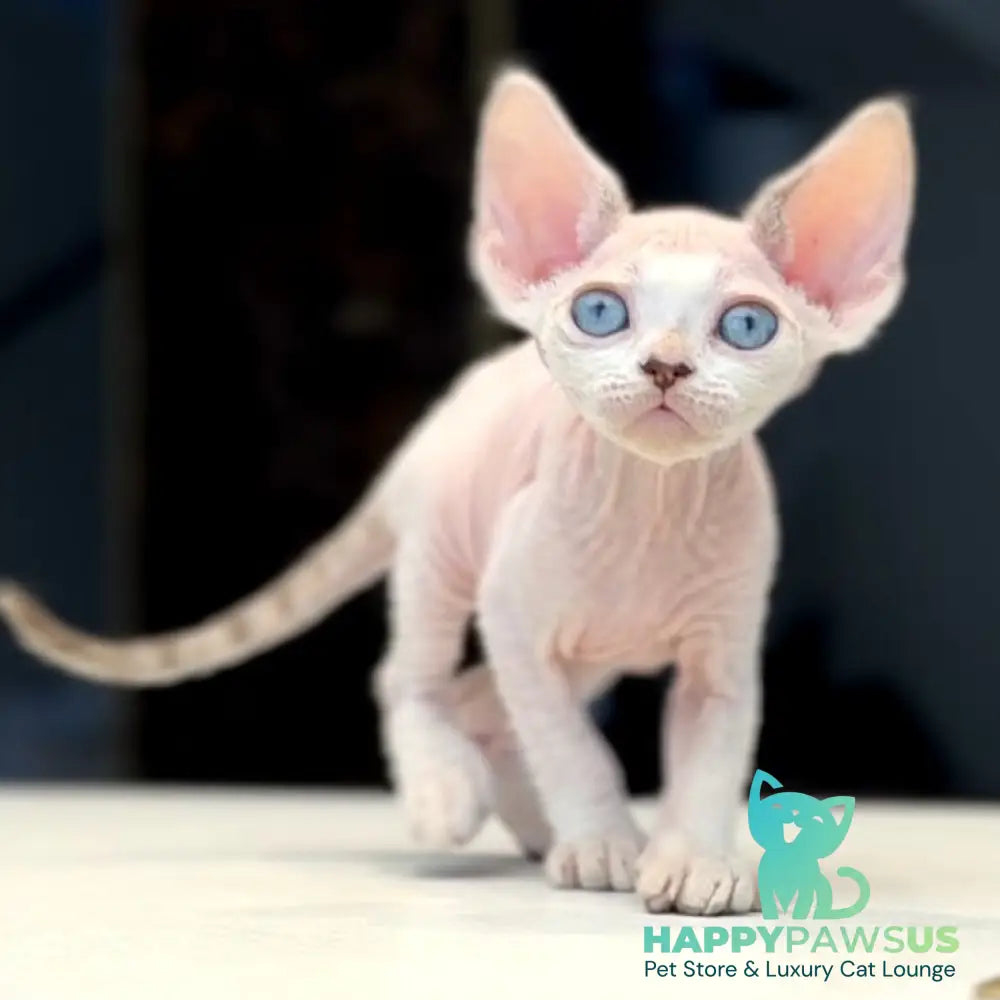 Ripley Devon Rex male blue tabby pointed - live animals