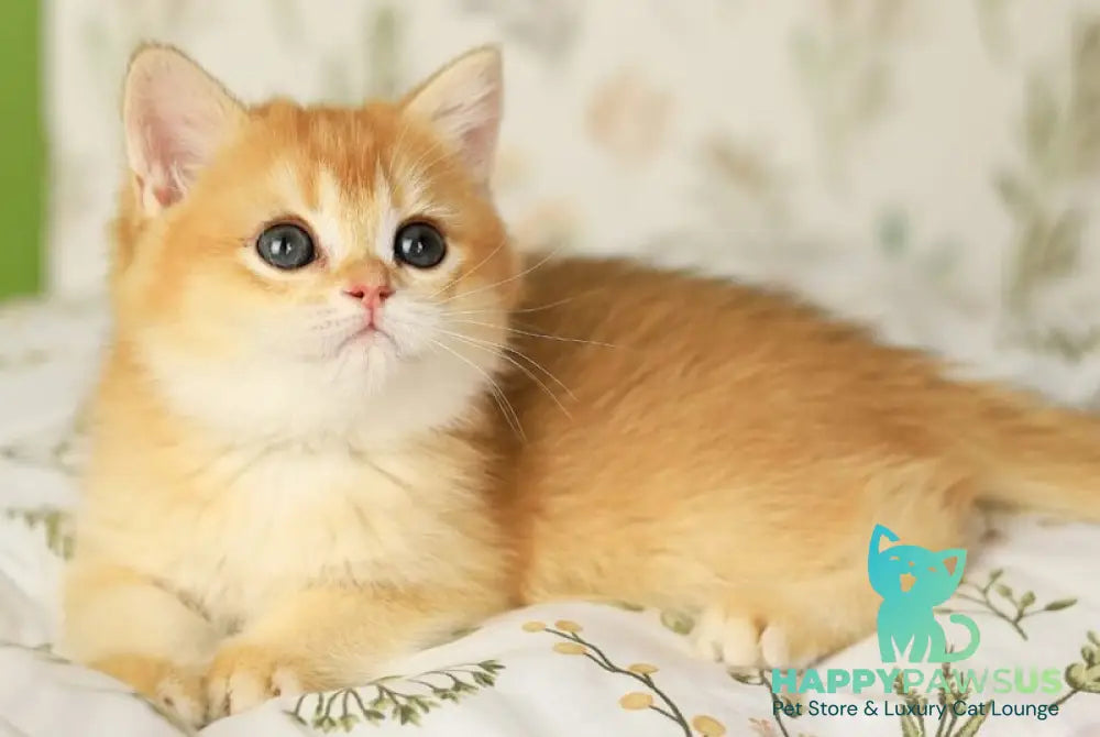 Rita British Shorthair female chocolate golden chinchilla - live animals