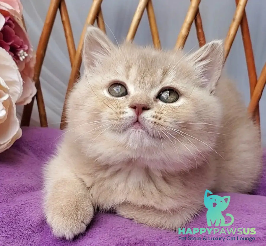Rita British Shorthair female lilac golden shaded - live animals