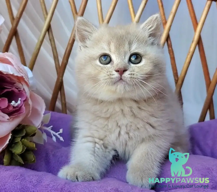 Rita British Shorthair female lilac golden shaded - live animals