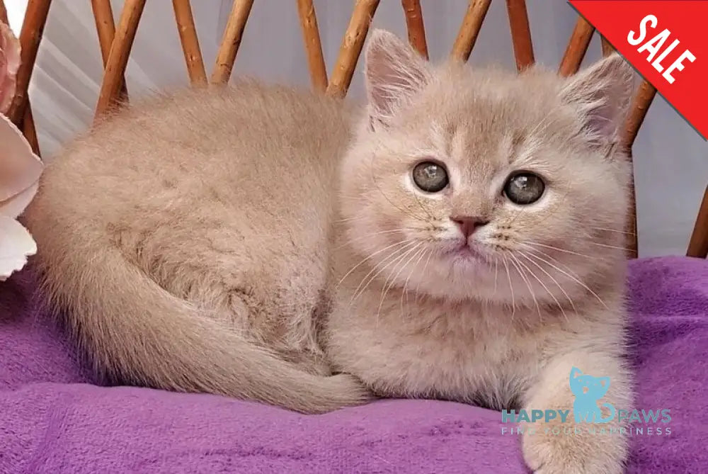 Rita British Shorthair female lilac golden shaded - live animals
