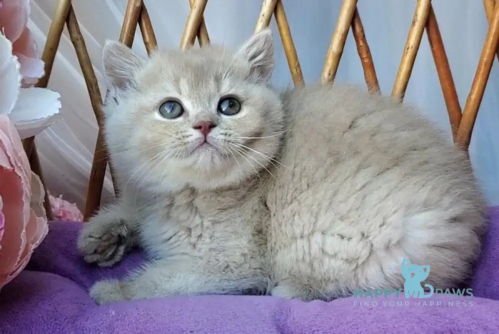 Rita British Shorthair female lilac golden shaded - live animals