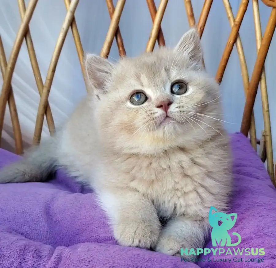 Rita British Shorthair female lilac golden shaded - live animals
