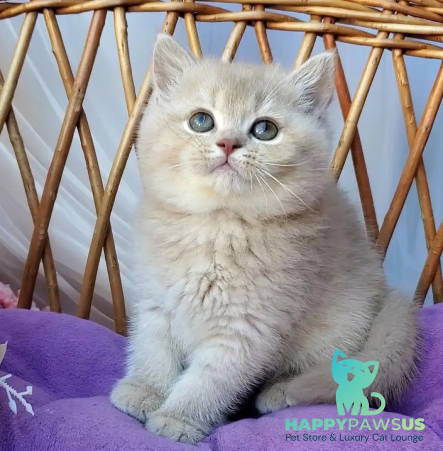 Rita British Shorthair female lilac golden shaded - live animals