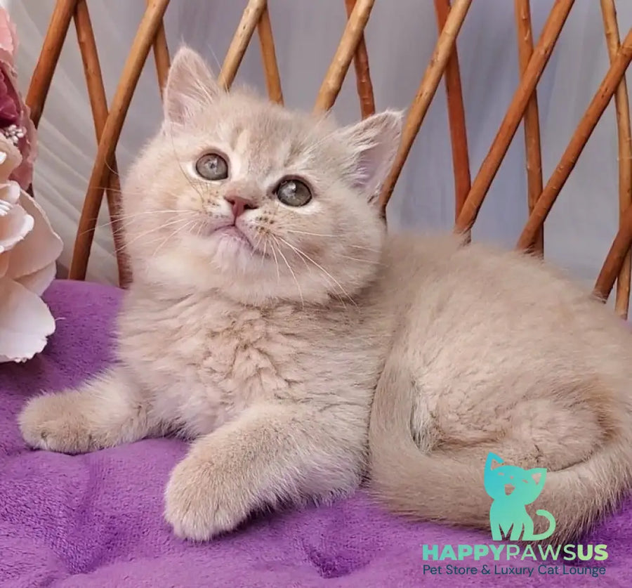 Rita British Shorthair female lilac golden shaded - live animals