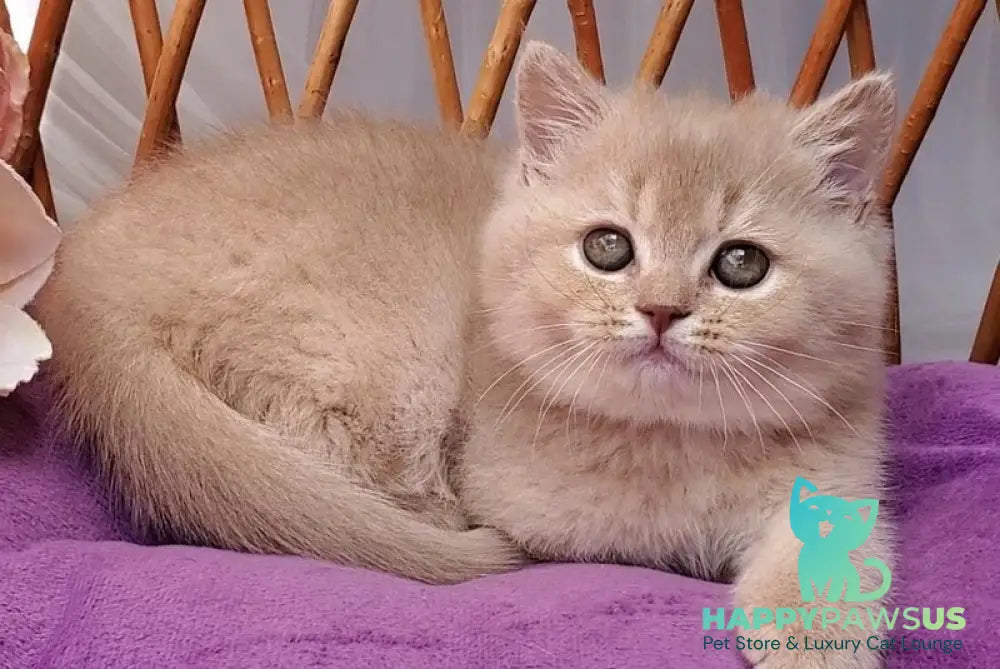 Rita British Shorthair female lilac golden shaded - live animals