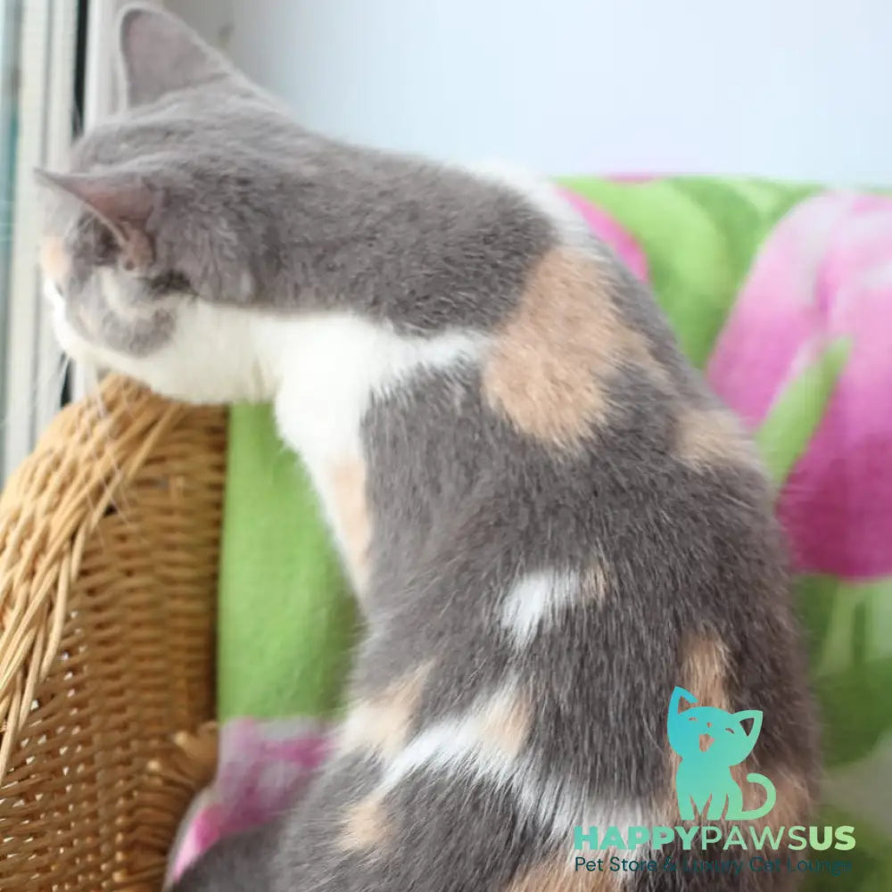 Rita British Shorthair male blue cream with white - live animals