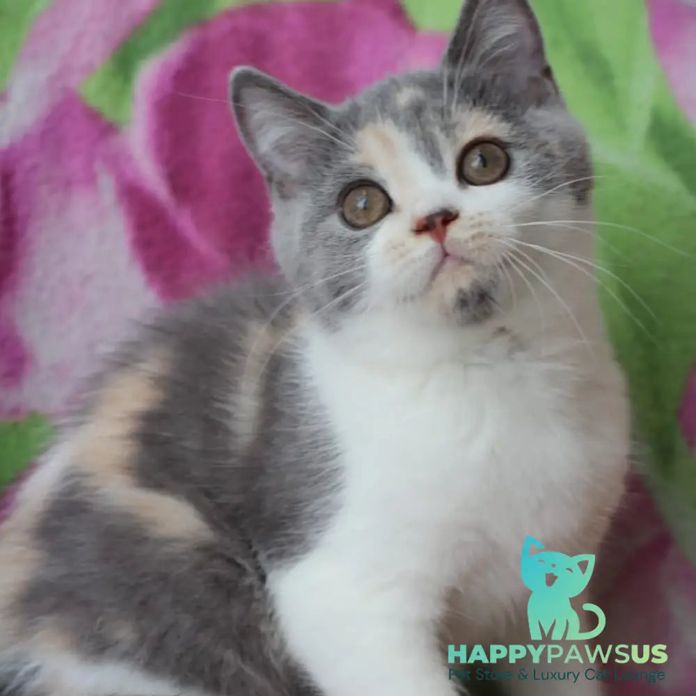 Rita British Shorthair male blue cream with white - live animals