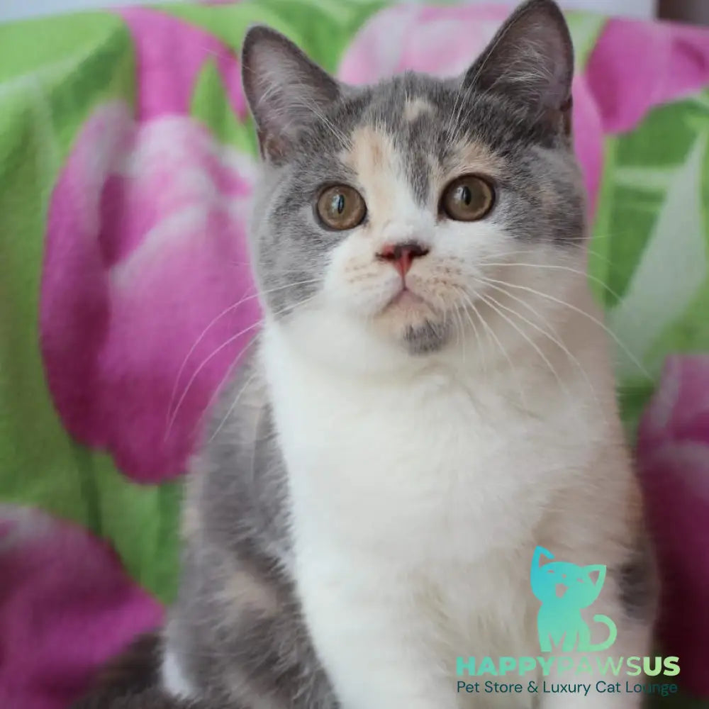Rita British Shorthair male blue cream with white - live animals