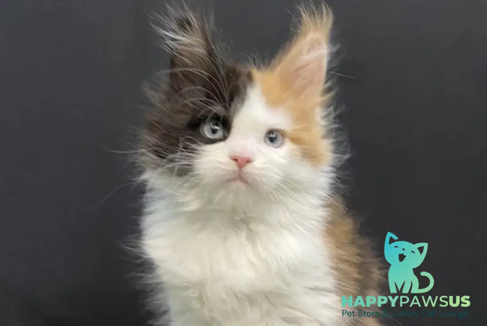 Rita Maine Coon female black tortie bicolour - live animals