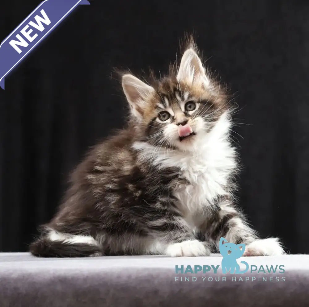 Rita Maine Coon polydactyl female black silver bicolour tabby live animals