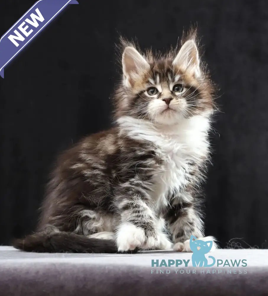 Rita Maine Coon polydactyl female black silver bicolour tabby live animals